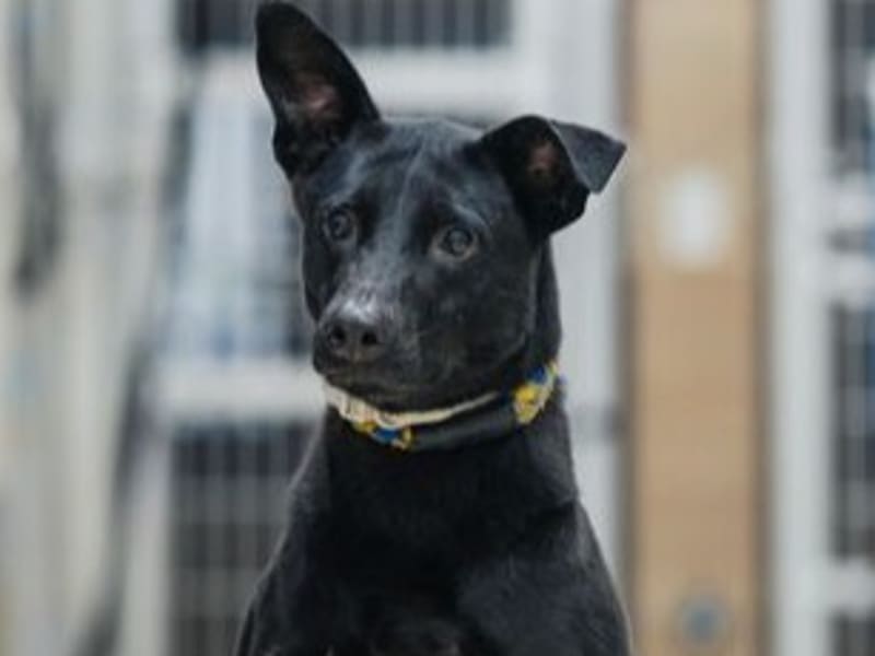 Perro mestizo macho adulto (negro), Mediano, refugio n.º …1001. Más cerca de la cara.