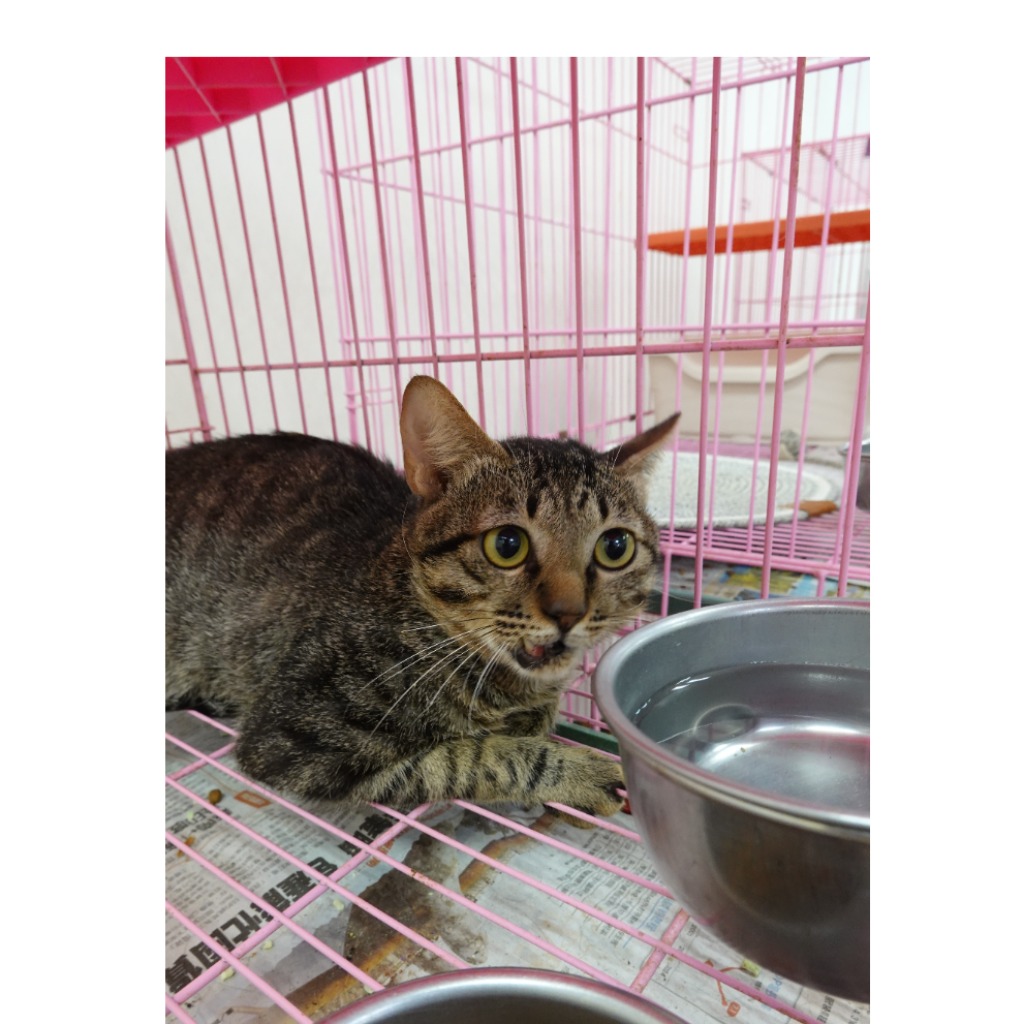 Pusang halo ang lahi (Lalaki, Matanda na, may guhit), Katamtaman, blg. ng shelter …3-03. Mas malapit sa mukha.