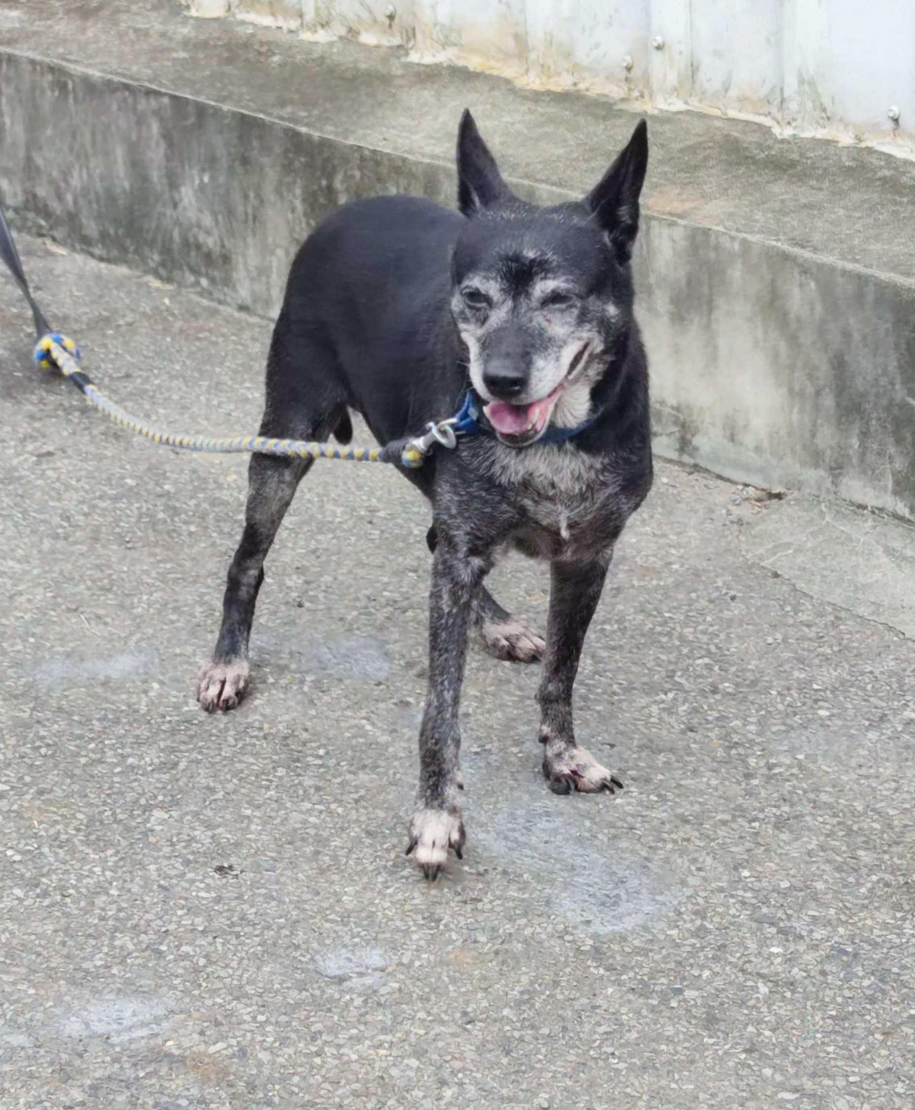 Perra mestiza hembra adulta (negro), Mediano, refugio n.º …5002. Más cerca de la cara.