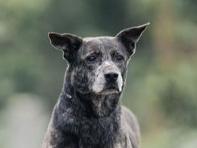 Chienne croisée femelle adulte (noir et gris), Moyen, refuge n° …3007. Plus près du visage.