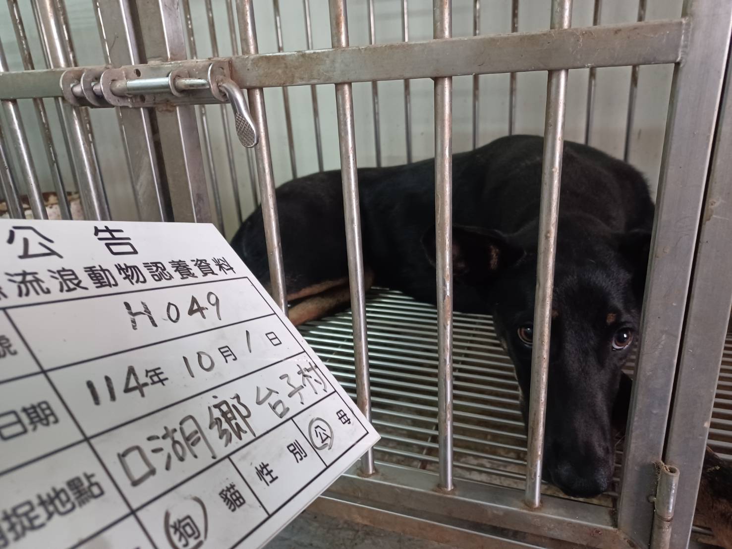 Black-and-tan adult female mixed-breed dog, Large, shelter no. …049D. The whole animal.