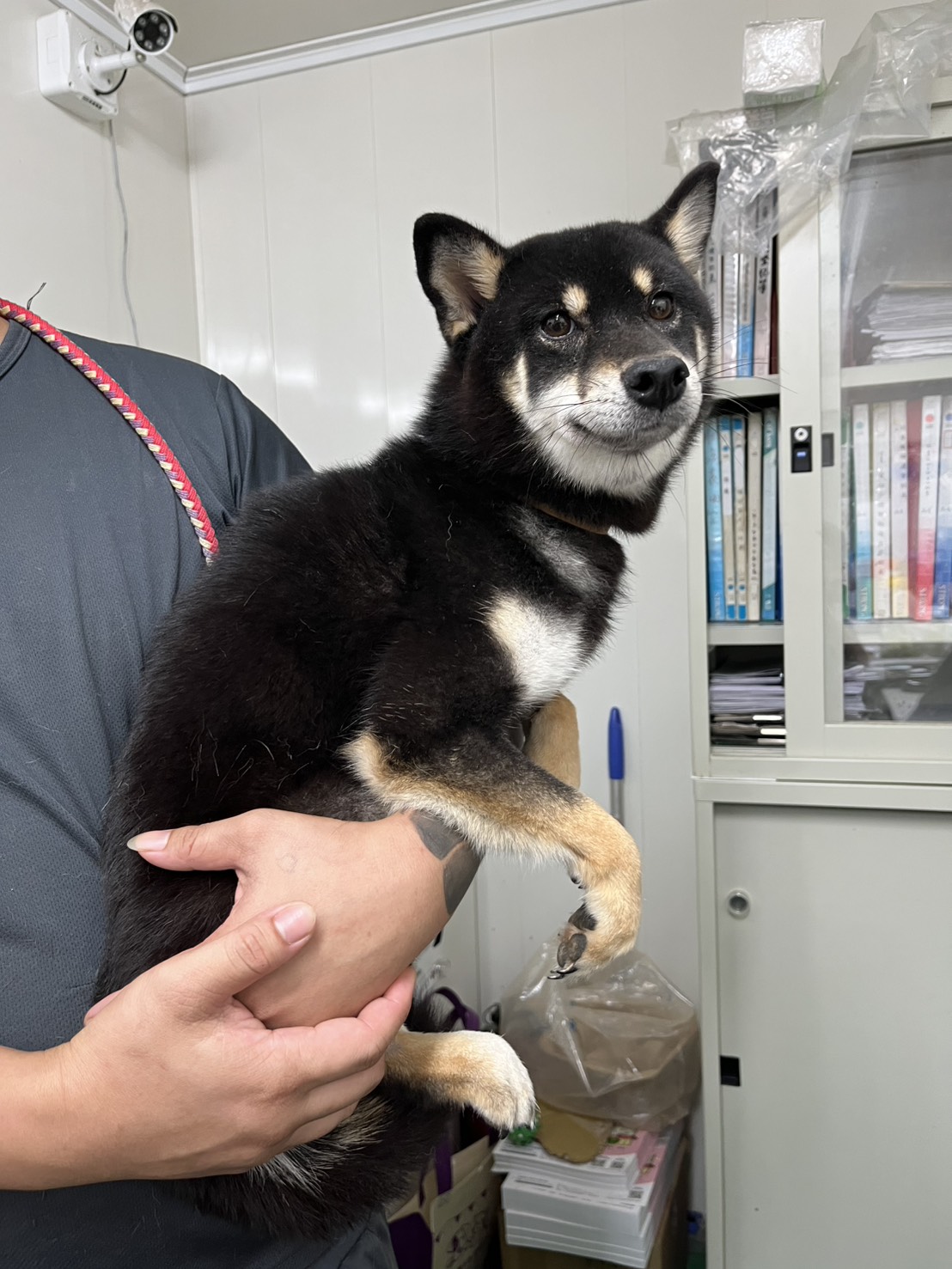 黑白色成年母柴犬，中型, 收容编号 …1006. 脸部特写。