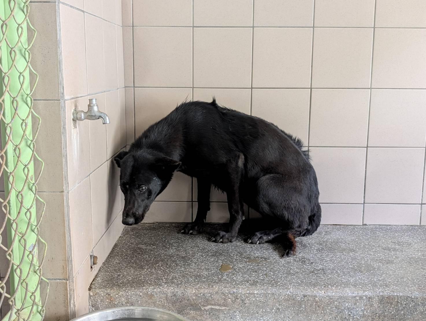 Perra mestiza hembra adulta (negro), Grande, refugio n.º …0418. Todo el animal.