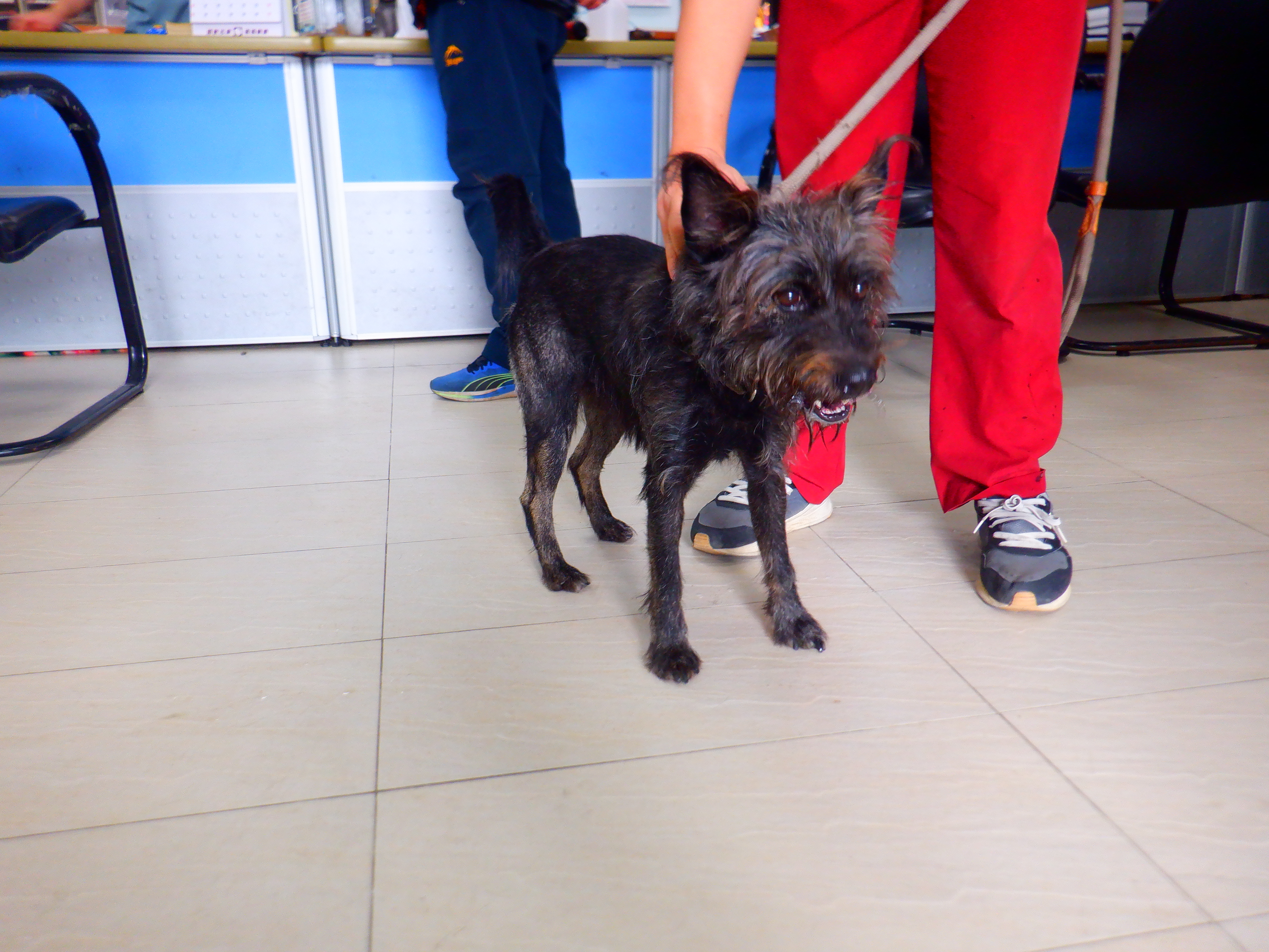 Perro mestizo macho adulto (negro), Pequeño, refugio n.º …3788. Todo el animal.