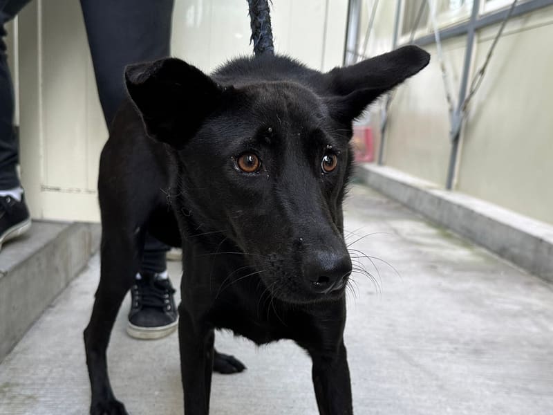 Perro mestizo macho adulto (negro), Mediano, refugio n.º …2905. Más cerca de la cara.