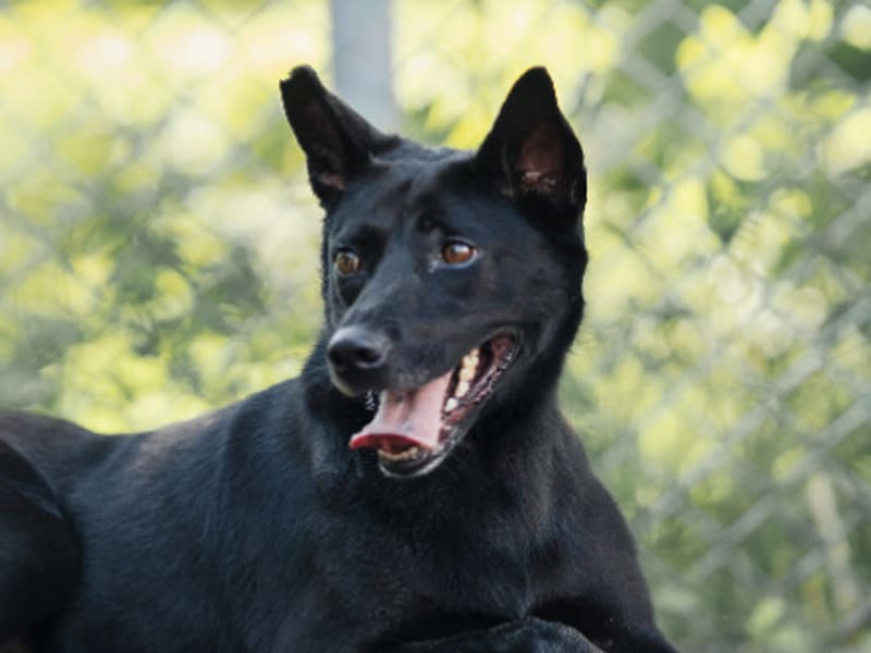 ミックス犬(メス・成犬・黒)、中型, 施設番号 …2604. 顔のアップです。
