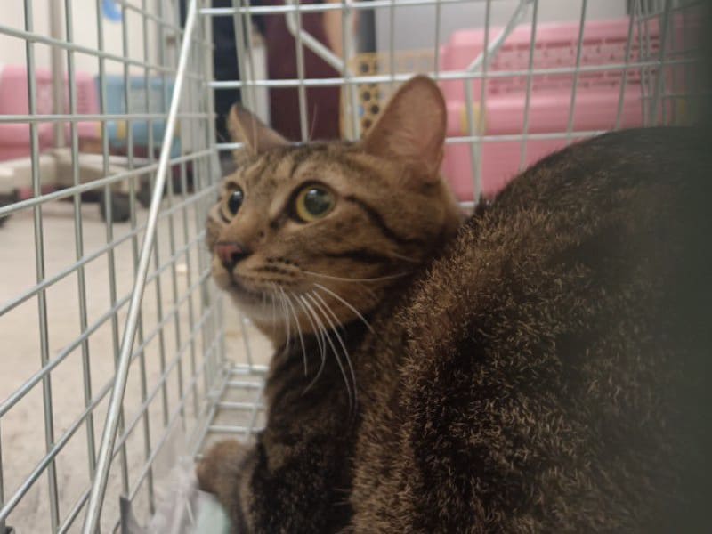 Tabby adult male mixed-breed cat, Medium, shelter no. …2302. The whole animal.