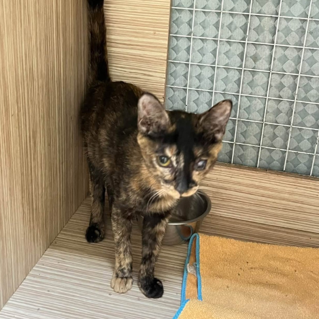Chatte croisée femelle jeune, Petit, refuge n° …4-02. Plus près du visage.