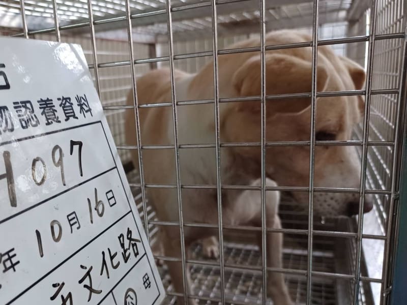 Perro mestizo macho adulto (canela y blanco), Grande, refugio n.º …097D. Más cerca de la cara.
