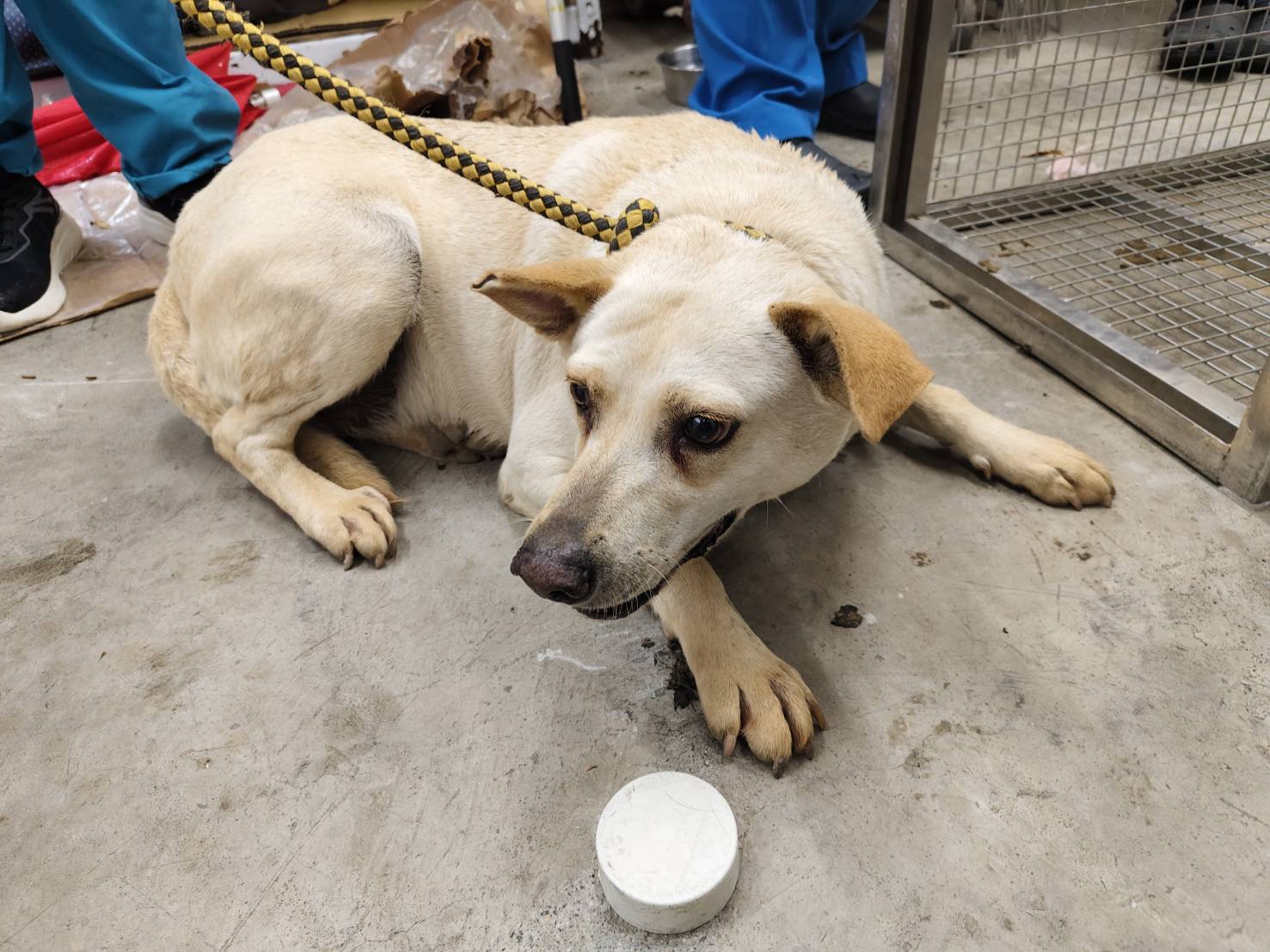 米色成年母混种犬，大型, 收容编号 …1402. 脸部特写。