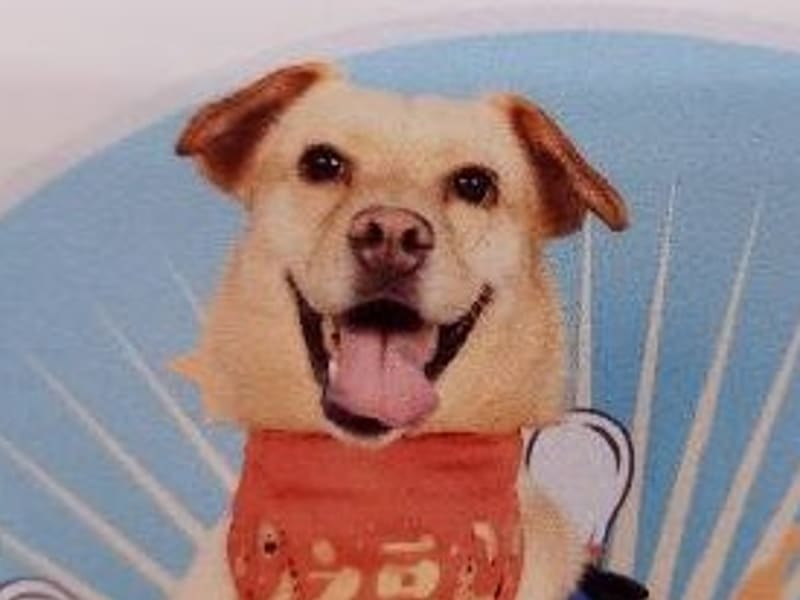 ミックス犬（メス・成犬・クリーム）、中型, 施設番号 …7001. 顔のアップです。