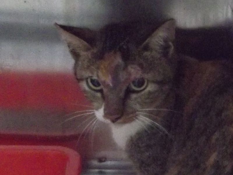 Chatte croisée femelle adulte (tacheté), Grand, refuge n° …C1-3. Plus près du visage.