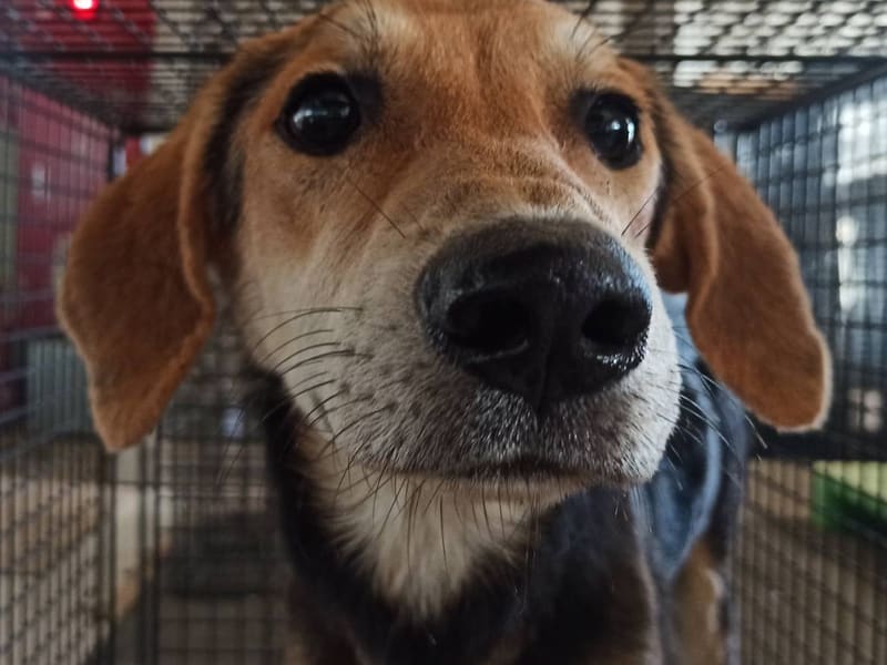 Perro mestizo macho joven, Mediano, refugio n.º …3D01. Más cerca de la cara.