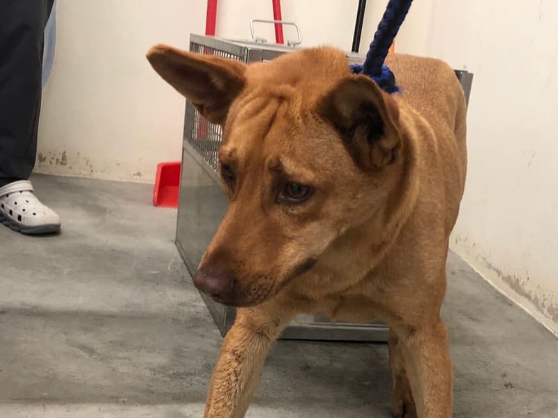 Perra mestiza hembra adulta (canela), Mediano, refugio n.º …3103. Más cerca de la cara.