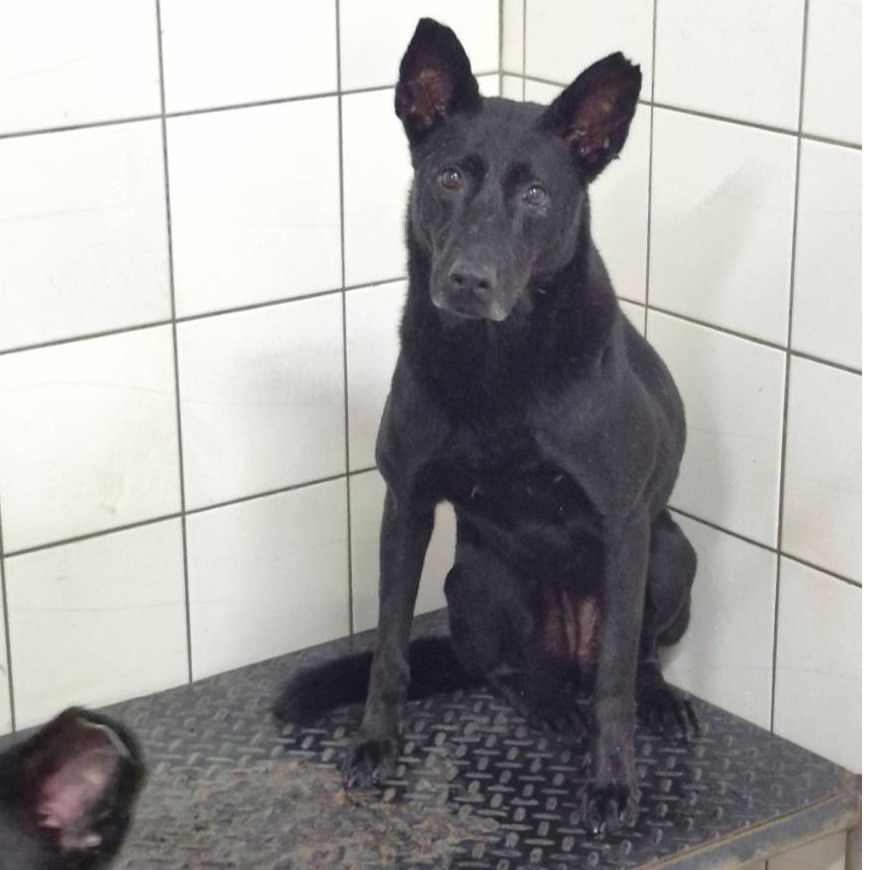 Perra mestiza hembra adulta (negro), Grande, refugio n.º …0902. Más cerca de la cara.