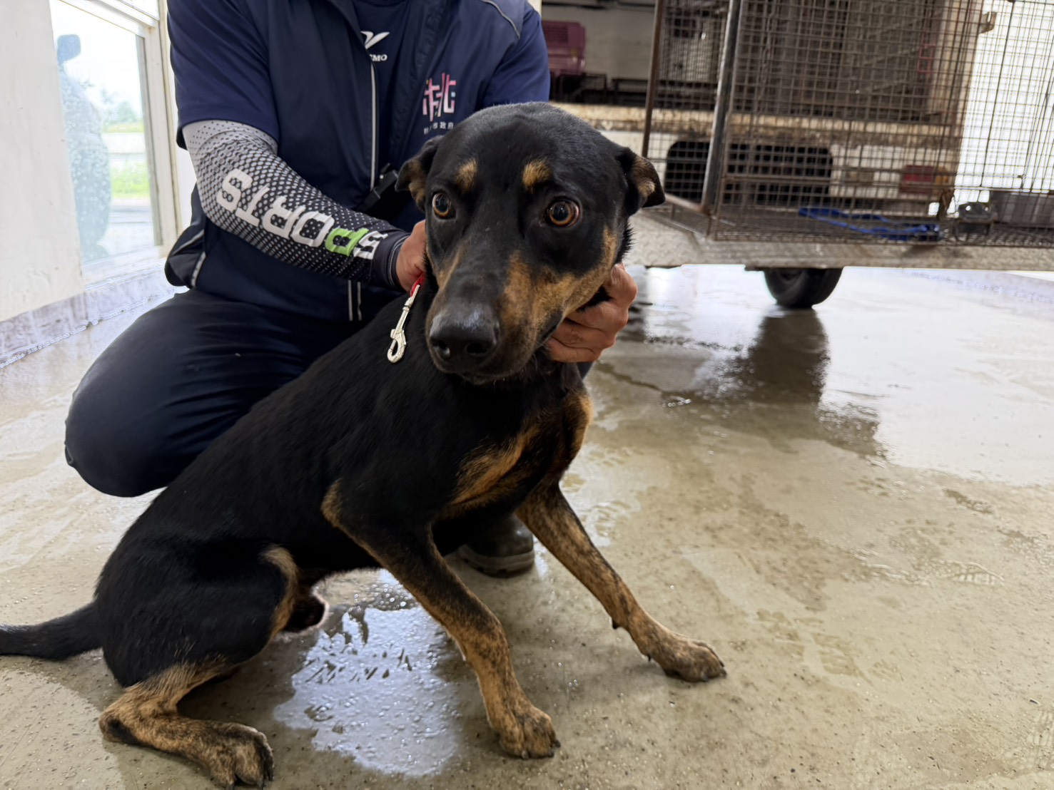 Perro mestizo macho adulto (negro), Mediano, refugio n.º …8009. Más cerca de la cara.