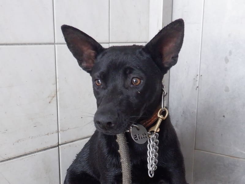 Chienne croisée femelle adulte (noir), Moyen, refuge n° …5865. Plus près du visage.