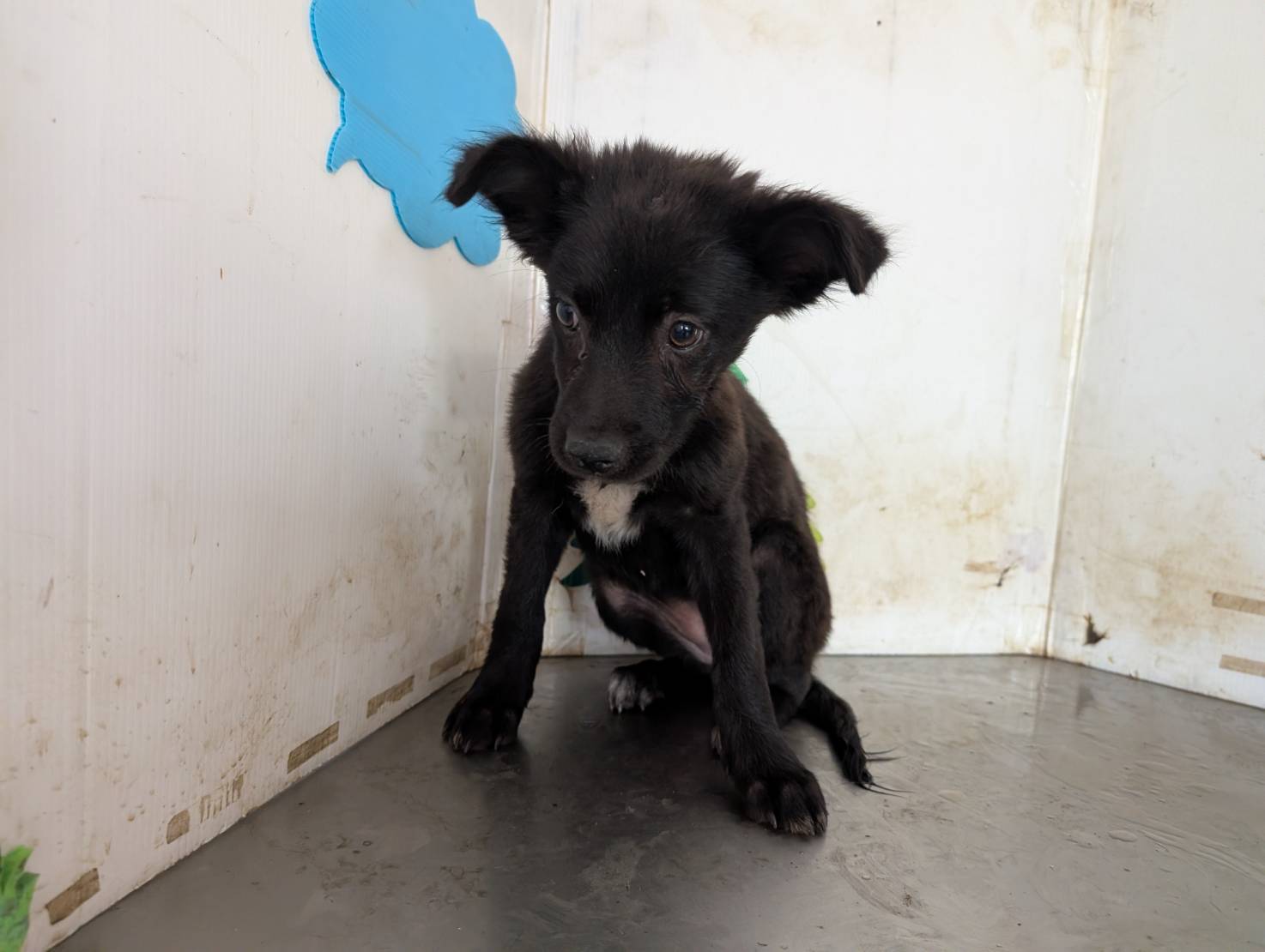 Perra mestiza hembra joven (negro), Mediano, refugio n.º …2110. Más cerca de la cara.