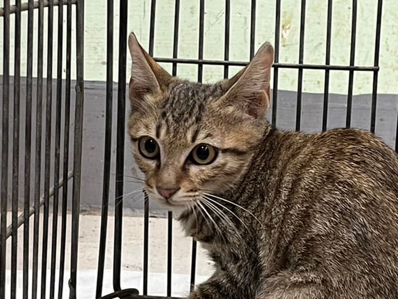 Young male mixed-breed cat, Small, shelter no. …2C07. Closer on the face.