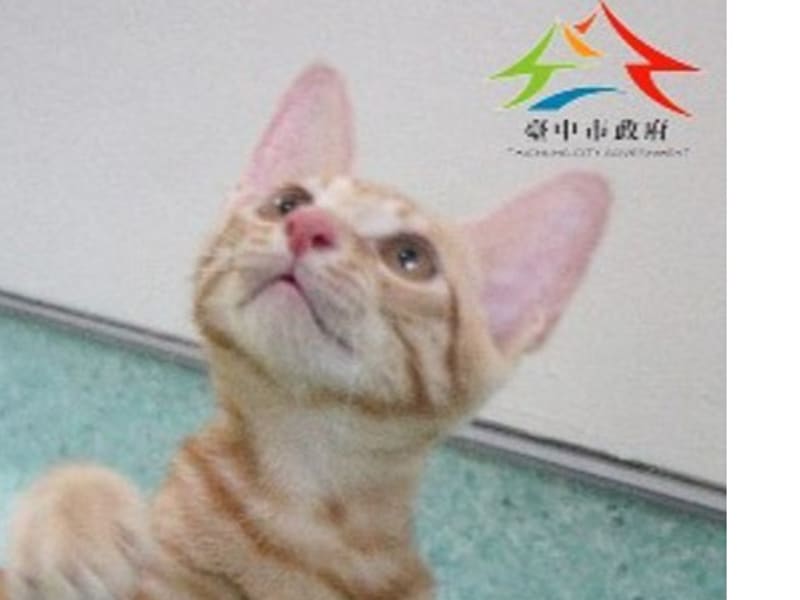 믹스묘 (수컷, 성묘, 황색), 소형, 보호소 번호 …6003. 얼굴을 가까이서 본 모습이에요.
