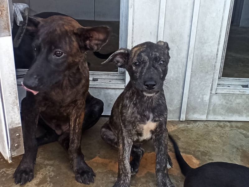 Perro mestizo macho joven, Pequeño, refugio n.º …4D02. Todo el animal.