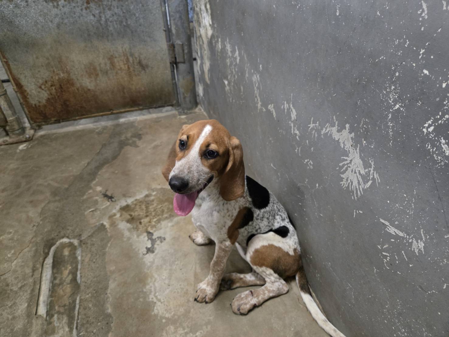 Patched young female beagle, Medium, shelter no. …0001. Closer on the face.