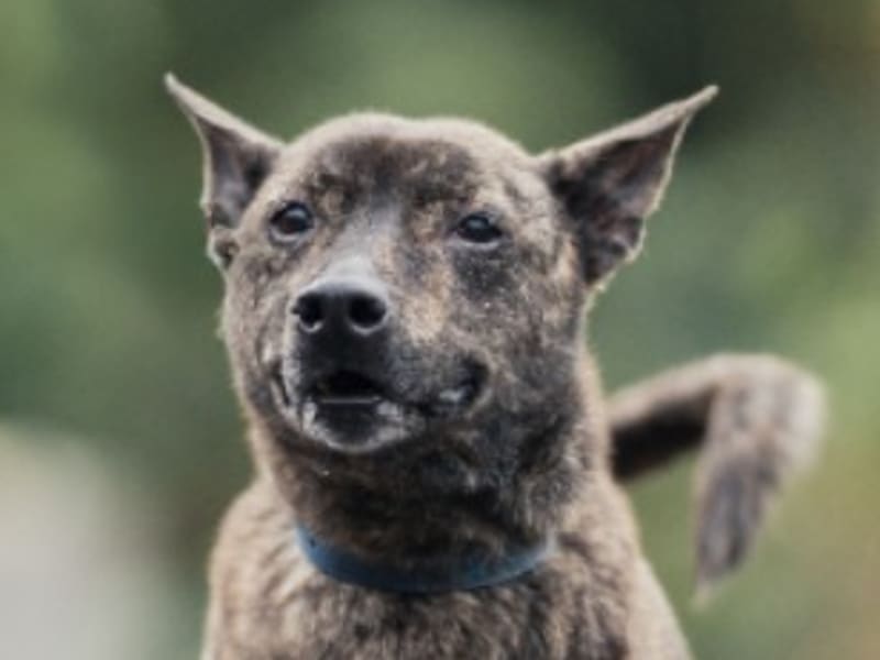 Tabby adult female mixed-breed dog, Medium, shelter no. …0807. Closer on the face.