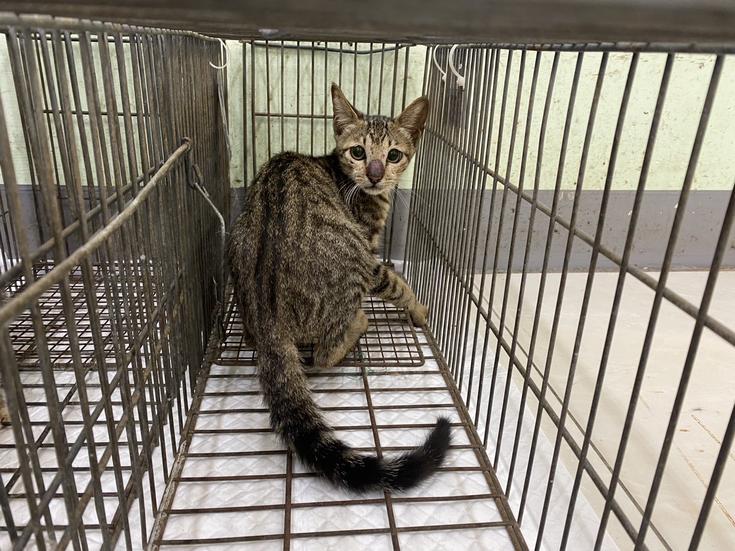 ミックス猫（オス・成猫）、小型, 施設番号 …1C01