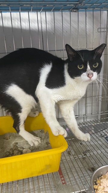 Pusang halo ang lahi (Lalaki, Matanda na, itim at puti), Katamtaman, blg. ng shelter …5005. Mas malapit sa mukha.