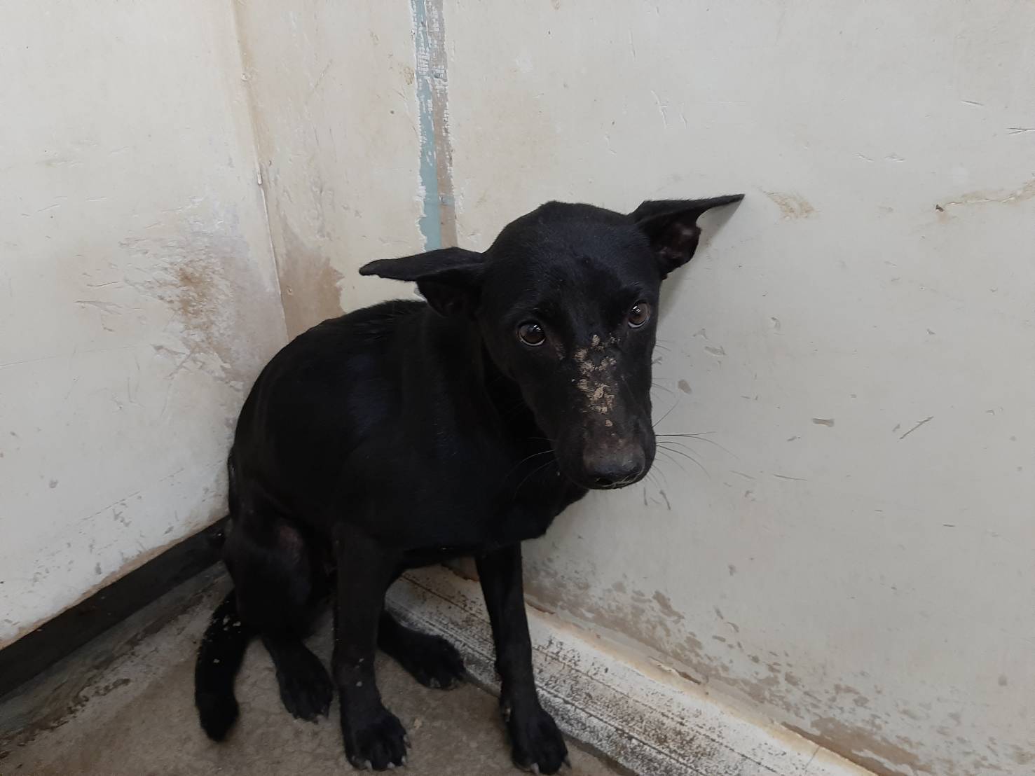 Perra mestiza hembra adulta (negro), Mediano, refugio n.º …2208. Más cerca de la cara.