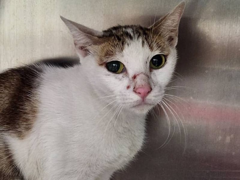 ミックス猫(メス・成猫・トラと白)、中型, 施設番号 …2002. 顔のアップです。
