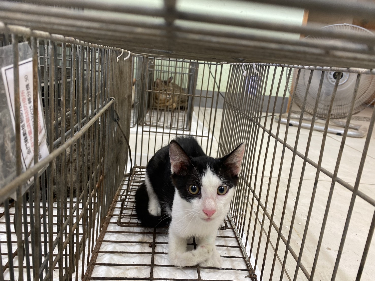 Black-and-white young male mixed-breed cat, Small, shelter no. …1C03. The whole animal.