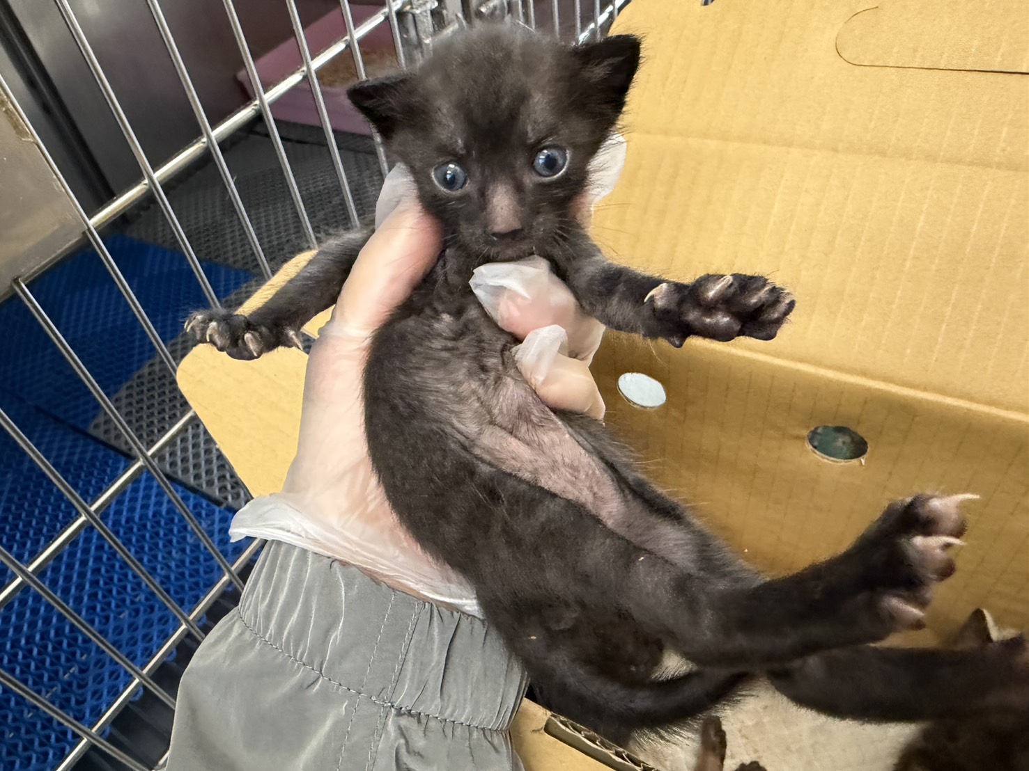 Black tabby young male mixed-breed cat, Small, shelter no. …2005. Closer on the face.
