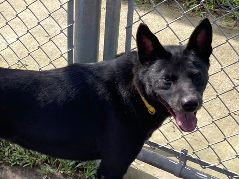 Perro mestizo macho adulto (negro), Mediano, refugio n.º …0101. Más cerca de la cara.