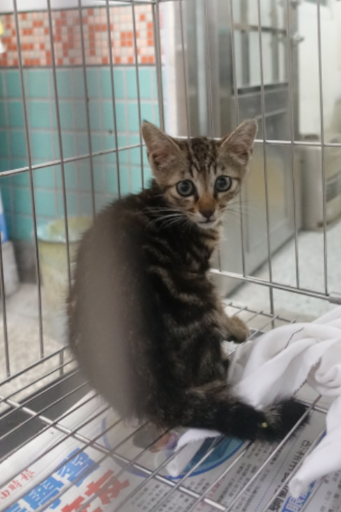 Chat croisé adulte (tigré), Moyen, refuge n° …0876. Plus près du visage.