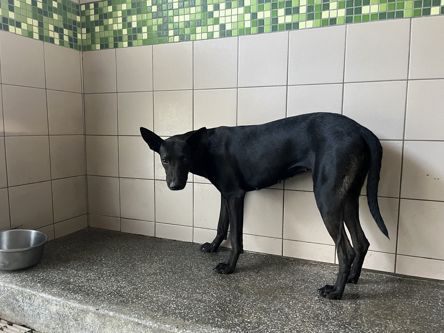 Black adult female mixed-breed dog, Large, shelter no. …2202. Closer on the face.