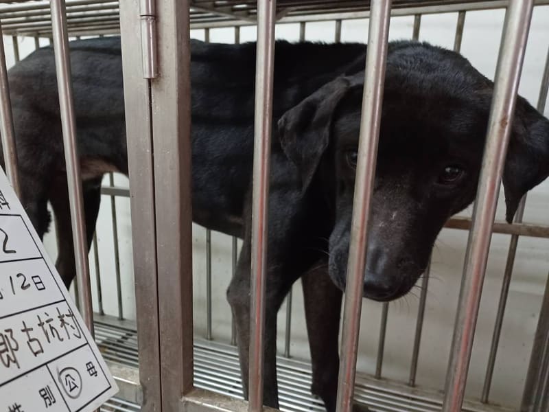 Black adult male mixed-breed dog, Large, shelter no. …052D. Closer on the face.