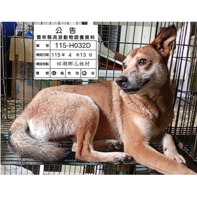 Chó lai (Đực, Trưởng thành, đen và vàng), Lớn, số trại …032D. Cận cảnh khuôn mặt.