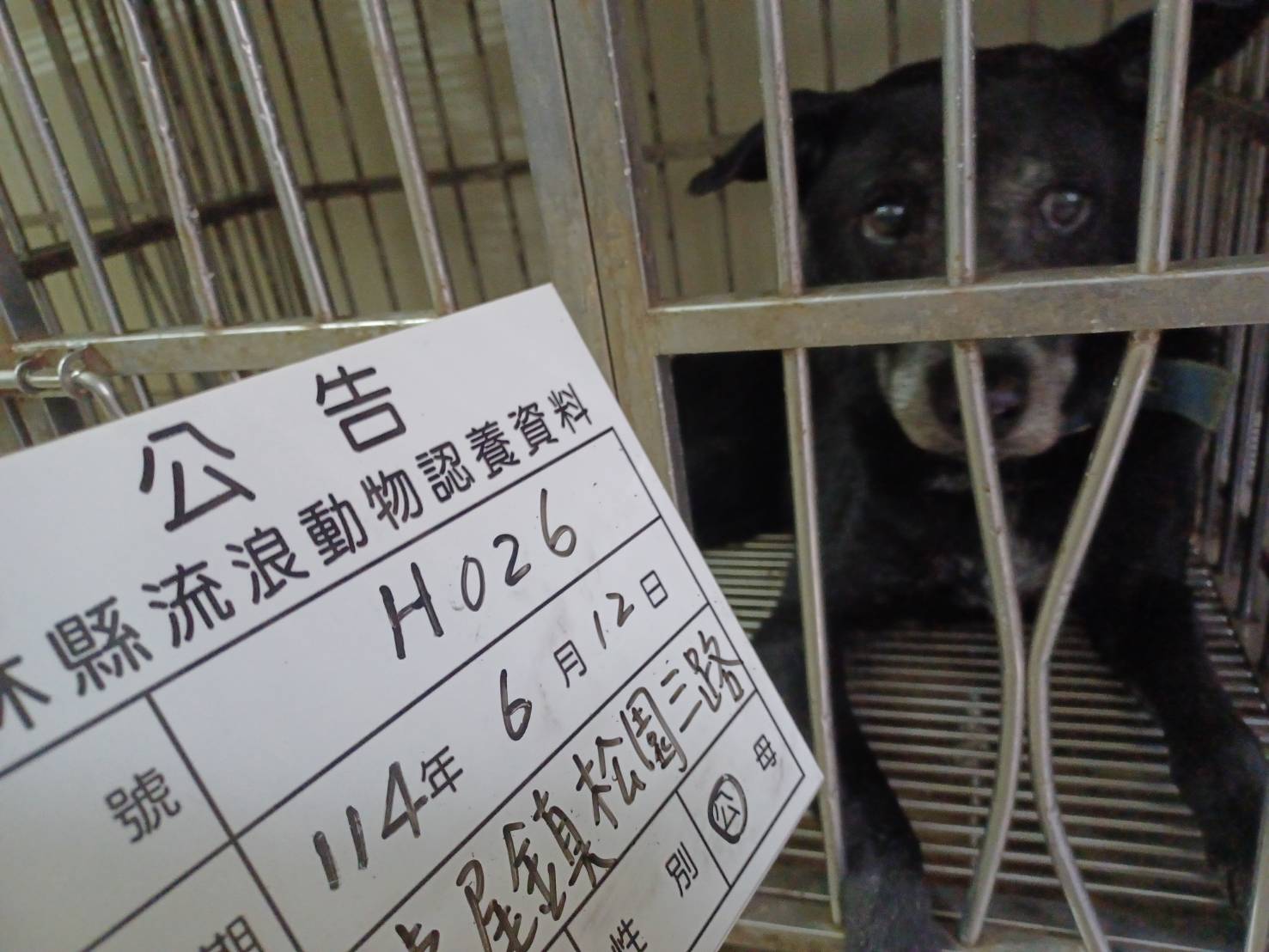 黑色成年母混种犬,大型, 收容编号 …026D. 脸部特写。