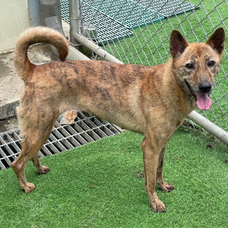 Perra mestiza hembra adulta (canela y atigrado), Mediano, refugio n.º …2704. Más cerca de la cara.