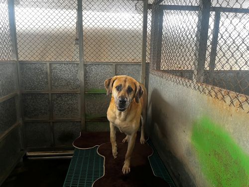 Perro mestizo macho adulto (canela), Grande, refugio n.º …2001. Más cerca de la cara.