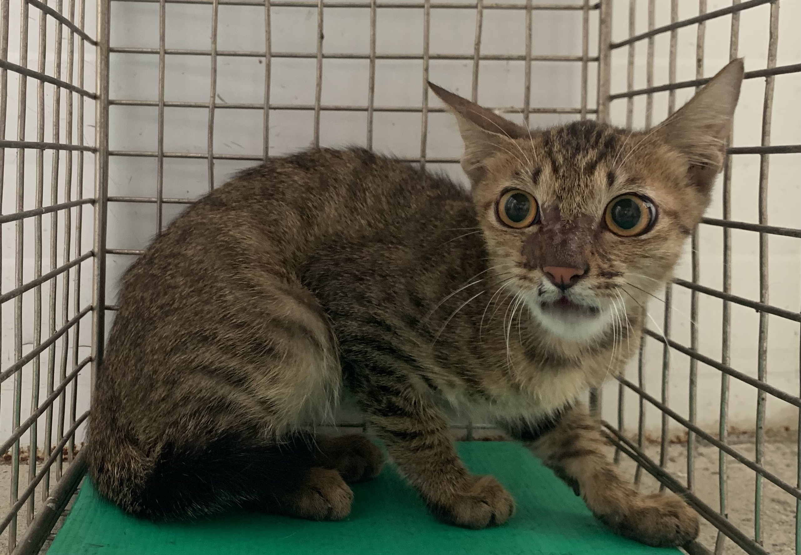 Tabby young male mixed-breed cat, Small, shelter no. …1302. Closer on the face.