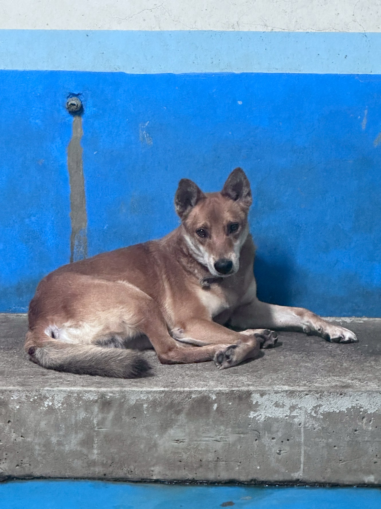 Asong halo ang lahi (Lalaki, Matanda na, dilaw at puti), Malaki, blg. ng shelter …7012. Mas malapit sa mukha.