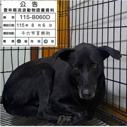 Black adult male mixed-breed dog, Large, shelter no. …060D