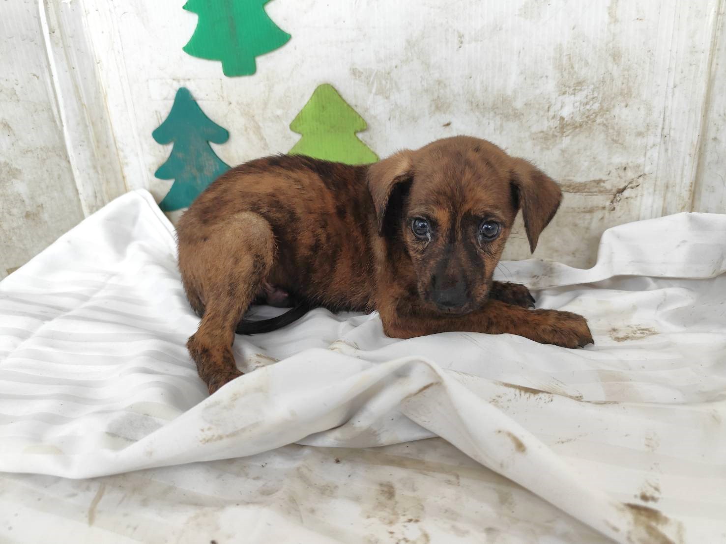 虎斑色青年公混種犬，小型, 收容編號 …1203