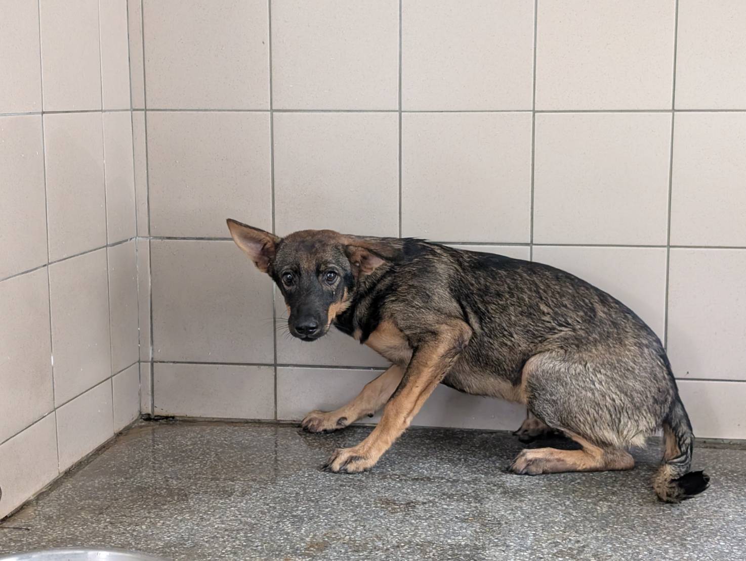 Perra mestiza hembra adulta (negro), Grande, refugio n.º …2209. Más cerca de la cara.