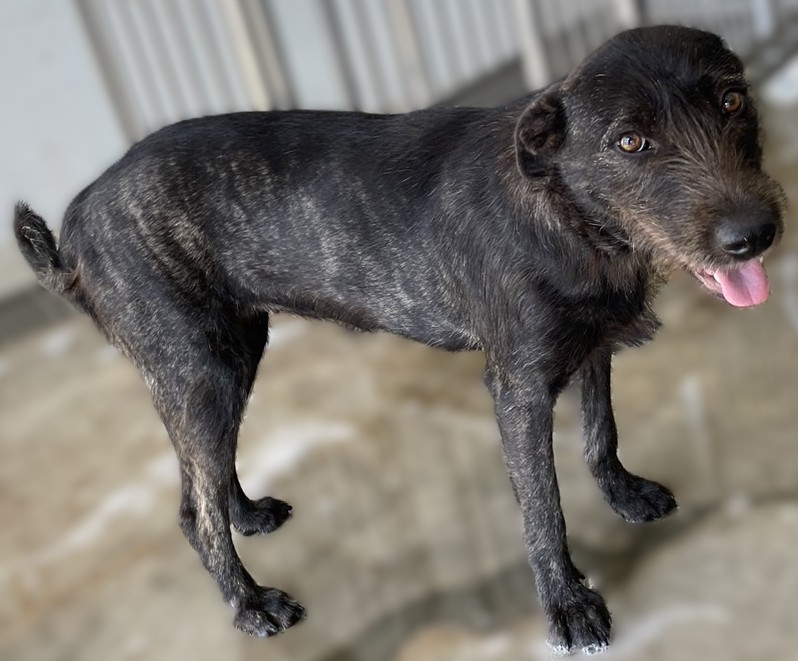 Perra mestiza hembra adulta (atigrado), Mediano, refugio n.º …7003. Más cerca de la cara.