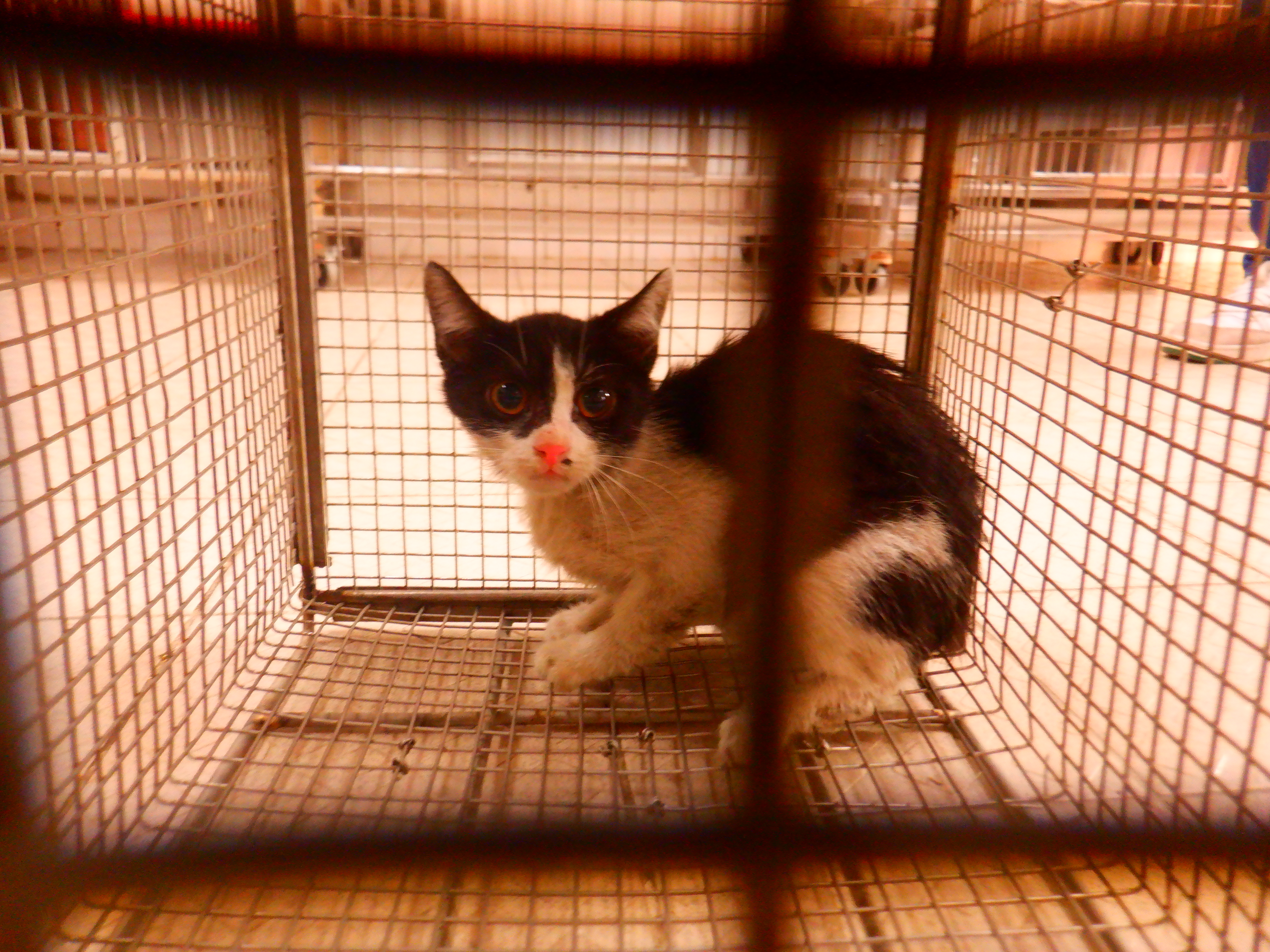 ミックス猫(オス・成猫・黒と白)、小型, 施設番号 …27C3. 全身です。