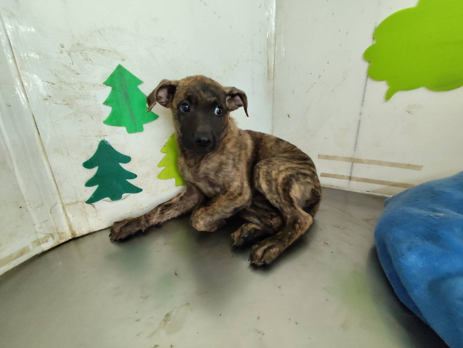 ミックス犬(オス・成犬・トラ)、大型, 施設番号 …2902. 顔のアップです。
