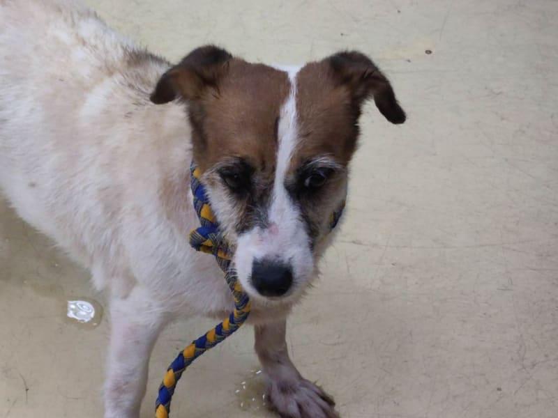 Tan-and-white adult female Jack Russell Terrier, Small, shelter no. …4004. Closer on the face.
